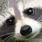 TanukiSoup's Avatar'