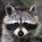 NOBRAINr4kunnn's Avatar'