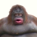 CertifiedMonke's Avatar'