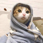 ChenFeng__'s Avatar'