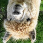 MenschOhneLama's Avatar'