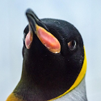penguinnnndong's Avatar'