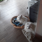 IDK-_-Devil's Avatar'