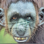 Monkey__Man's Avatar'