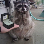 thereconraccoon's Avatar'