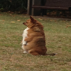 NickedFiddy's Avatar'