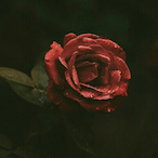 SB9lh's Avatar'