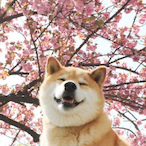 v2 nfarage's Avatar'