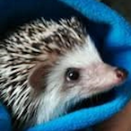 QtHedgehog's Avatar'