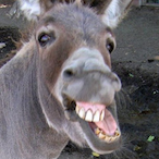 FattyMercs's Avatar'