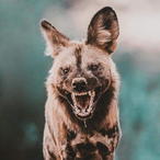 GhOsT80524's Avatar'