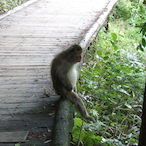 kakopisikakin's Avatar'