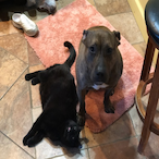 killer-pit's Avatar'