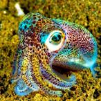 LobsterSquid's Avatar'