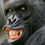 Grindoglurks's Avatar