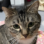 swjng_my_pixel's Avatar'