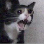 ABOKADOSTORY's Avatar'
