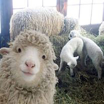 Sheep_Butcher05's Avatar'