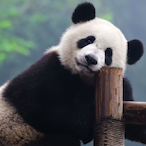 AAngryPandaBear's Avatar'