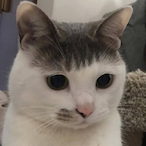 N9Dobby-san's Avatar'