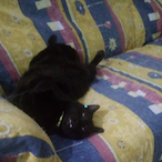 TMelloFofo's Avatar'