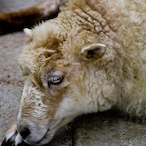 SheepytheNoob1's Avatar'