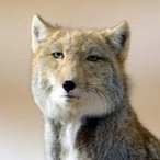 HaiHoi4's Avatar'
