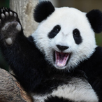 Amazing.panda69's Avatar'