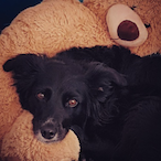 SchnezySchnitzl's Avatar'