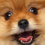 SofrtCaiden_'s Avatar'