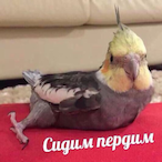 kirkificationn's Avatar'