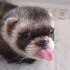 F3RR3T_Fugglin's Avatar'