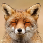 DrFox96Live's Avatar'