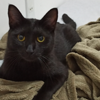 BlackCaT.SKAE