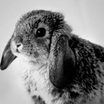 SadnessBunny's Avatar'