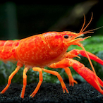StarCrayFish829's Avatar'