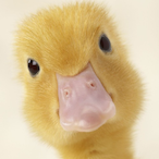 Qwack__'s Avatar'