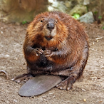 Beavver8's Avatar'