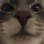 Octey_'s Avatar'