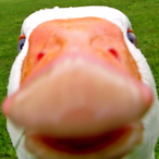 its_a_prank_bro's Avatar'