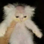 warriorgecko15's Avatar'