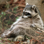 thatRaccLad's Avatar'