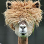 Dentist73548's Avatar