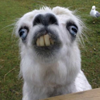 OsamaThotlLlama's Avatar'