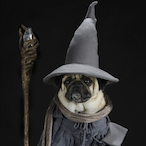 Magicpug105's Avatar'
