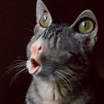 VanMorlach's Avatar'