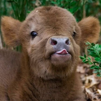 Cow-_-'s Avatar'