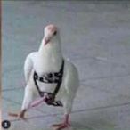 Japoneskong's Avatar'