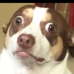 slycrothegamer's Avatar'