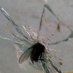 doomgod666's Avatar'